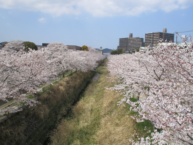 日本の春といえば…。