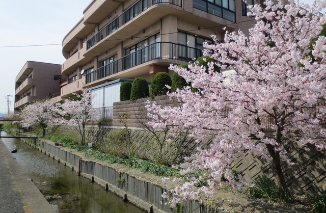 桜の花