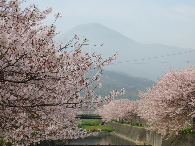 桜並木