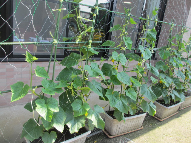 胡瓜の苗の成長