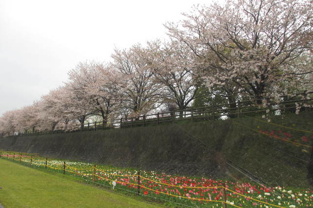 桜とチューリップ