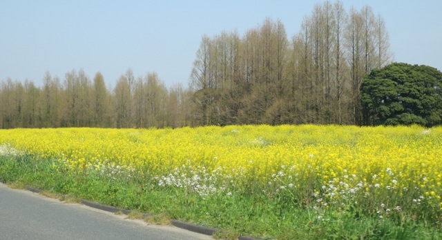 一面の菜の花