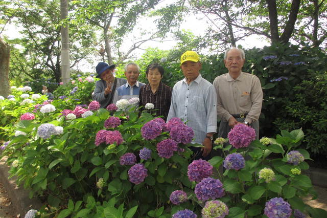 「紫陽花」見学