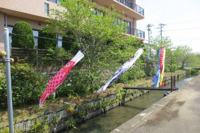 好日苑横の水路に地域のこいのぼり