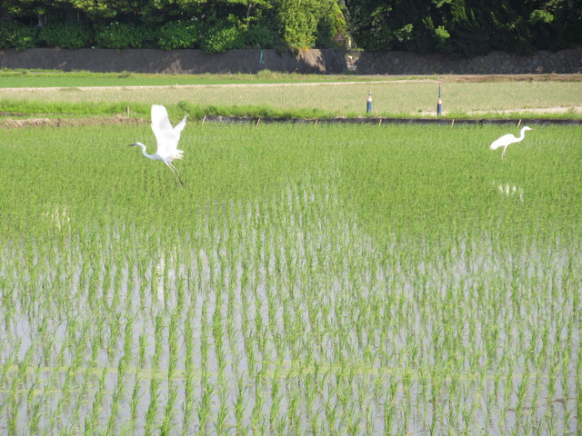 田植えもおわり・・・