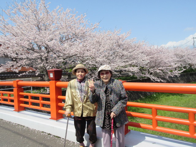 桜見ドライブに