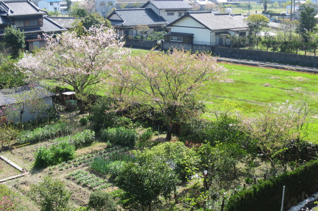 桜という大輪