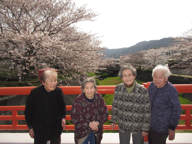 満開の桜を見にドライブに