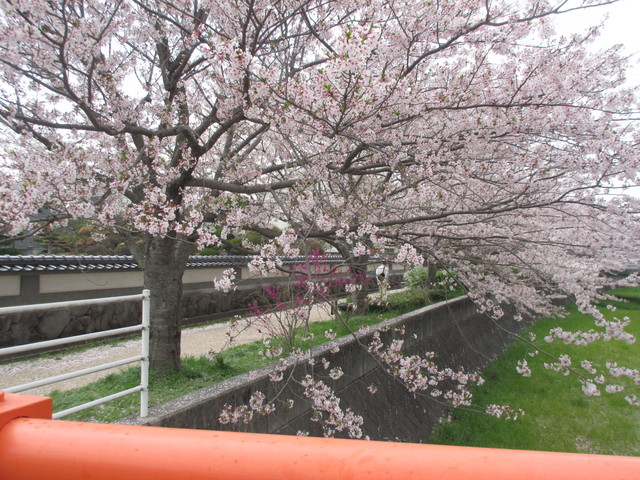 綺麗な桜