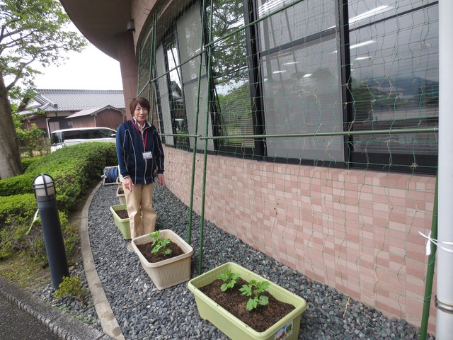 ゴーヤを植えました。