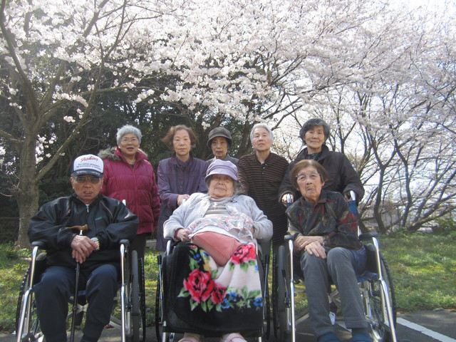 今年もきれいな桜