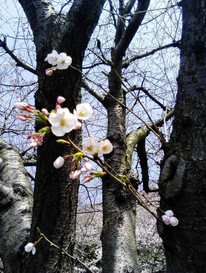 お花見✿