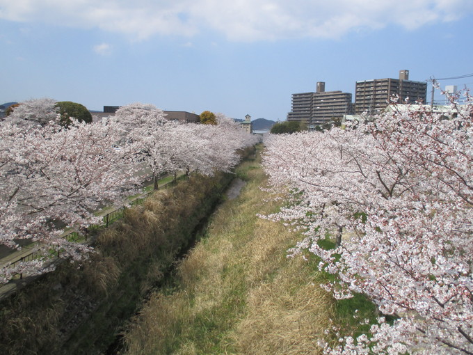 桜満開(^_^)/