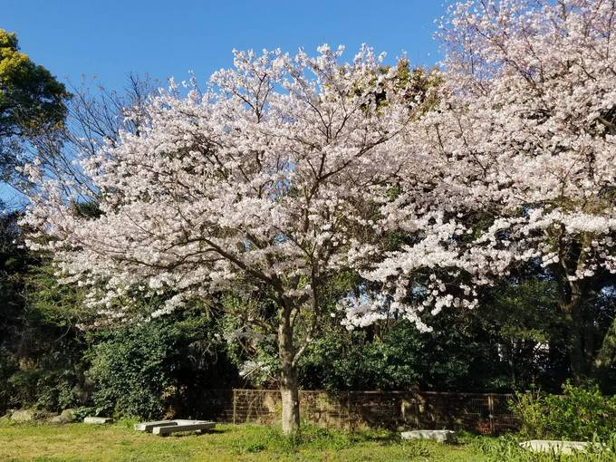 グランドの桜