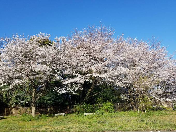 桜満開