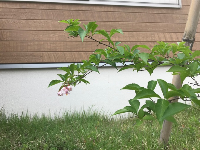 シンボルツリーの花が咲きました！