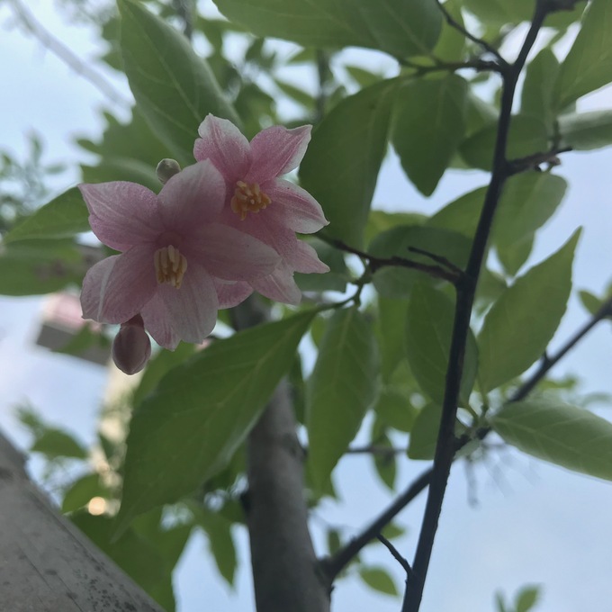 シンボルツリーの花が咲きました！！