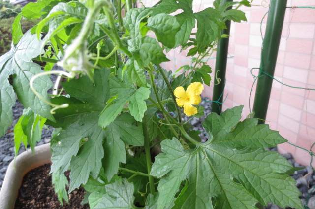 ゴーヤの花が咲きました！！