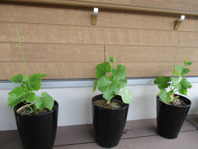 野菜日記6月6日