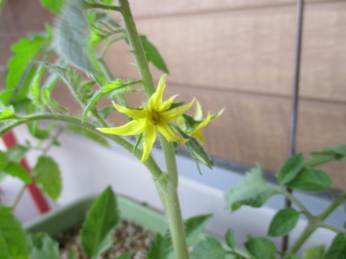 野菜日記