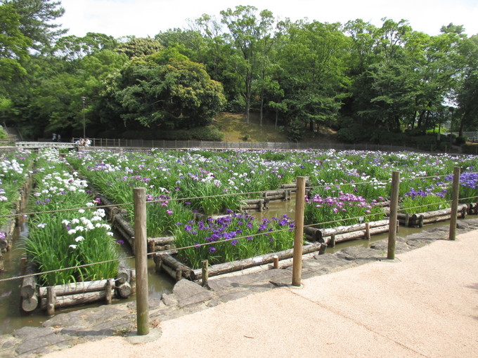 菖蒲を見に行ってきました！