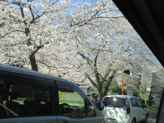 花見に行ってきました！