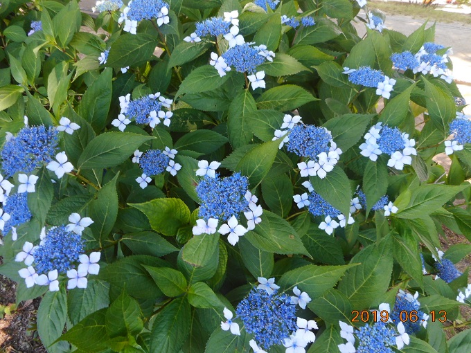 植物園ドライブ