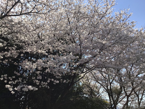 桜