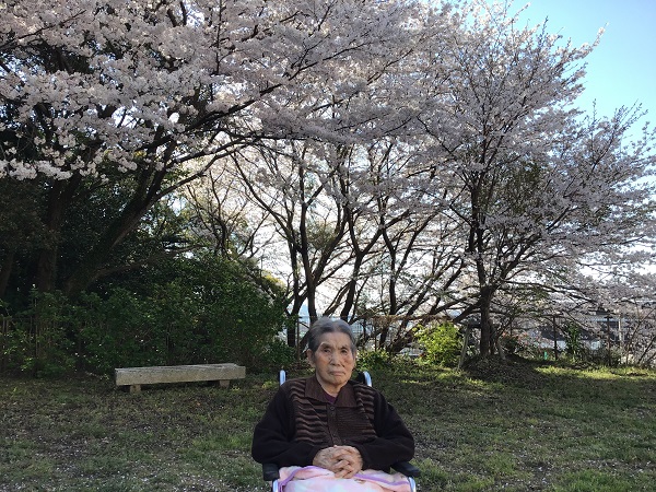 桜