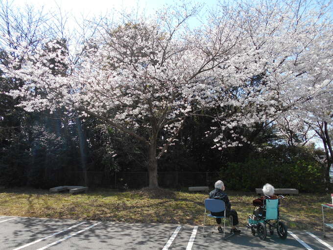 お花見