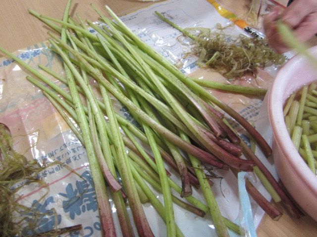 好日苑の裏山の蕗です