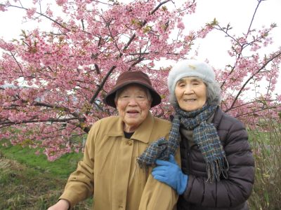 河津桜ドライブ②