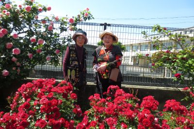 農事センターのバラ園へ②☆彡